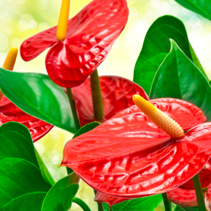 綺麗なアンスリウム 品種 最高の花の画像