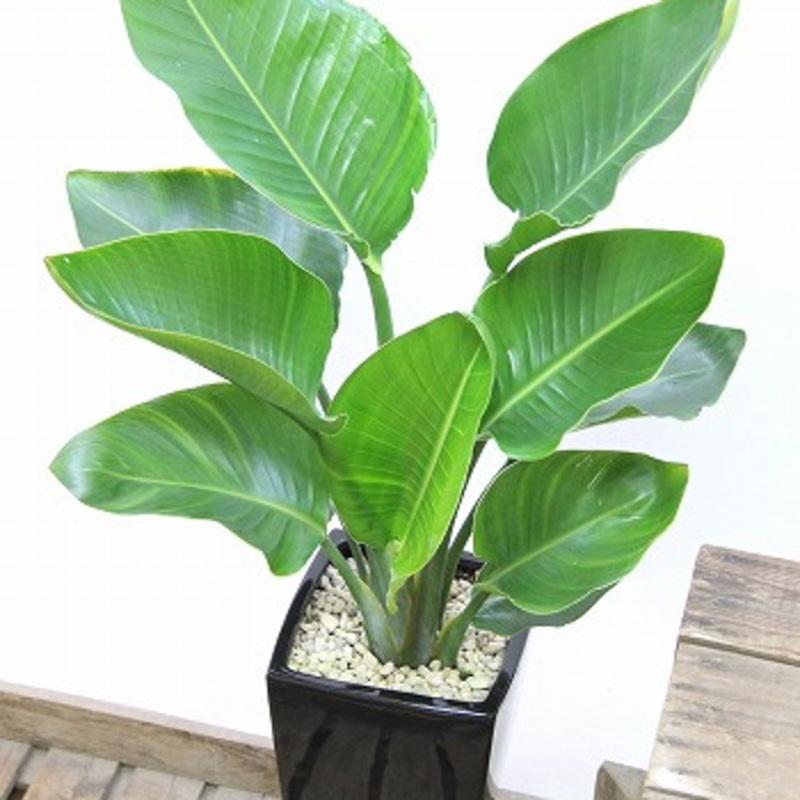 すべての美しい花の画像 最高かつ最も包括的な観葉植物 オーガスタ 大きくなりすぎ