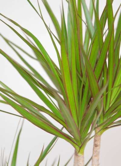 すべての美しい花の画像 最高ドラセナマルギナータ