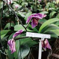 「花が終わったら」に関するまとめ
