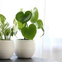 「観葉植物」に関するまとめ