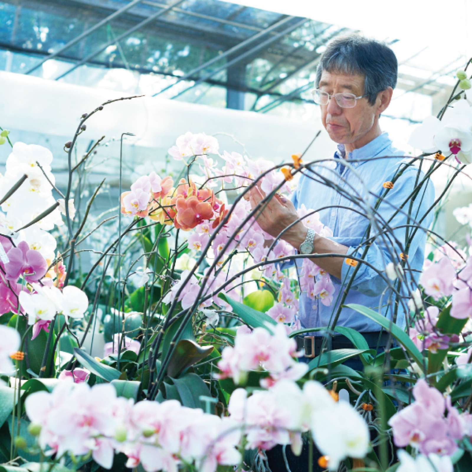 森田洋蘭園