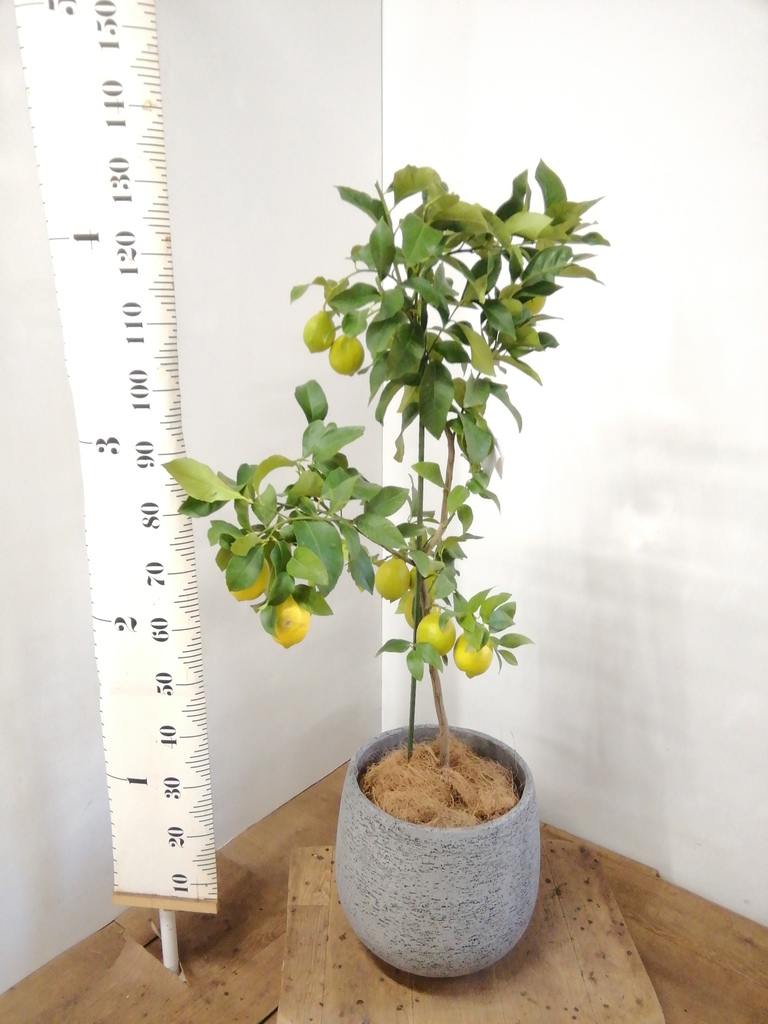 レモンの木 8号 リスボン エコストーントールタイプ White 付き 果樹ならhitohana ひとはな