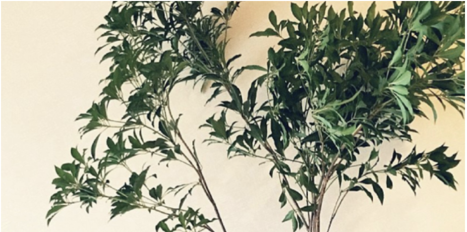 定期装花_植物
