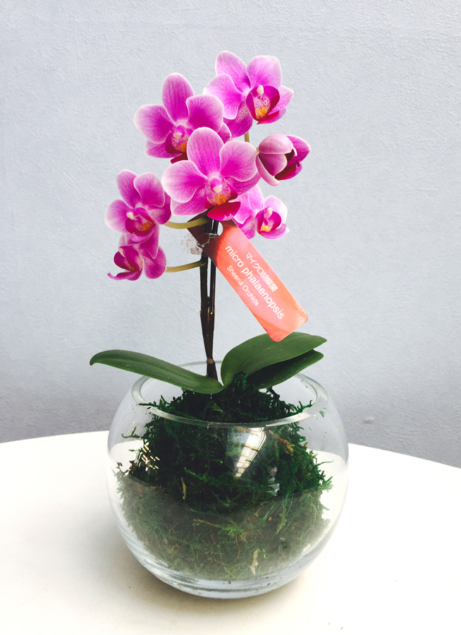 すべての花の画像 50 ミニ 胡蝶蘭