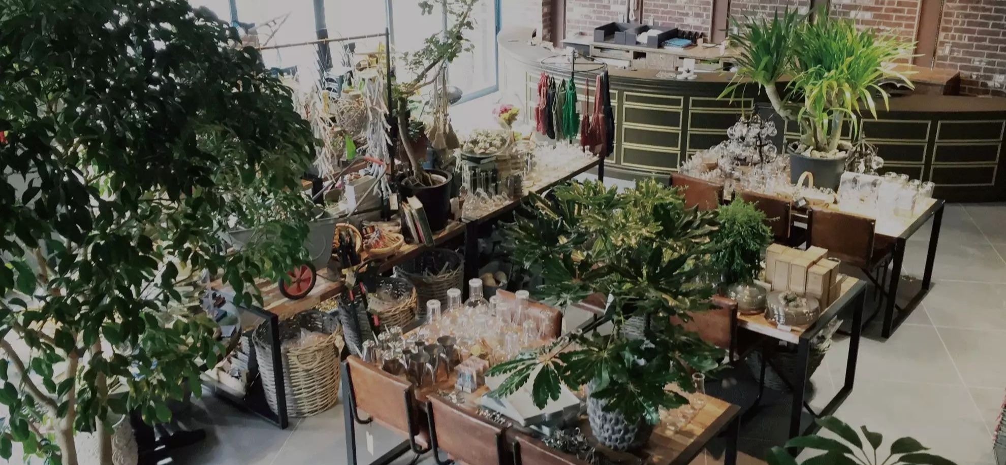 観葉植物のレンタルならHitoHana(ひとはな)