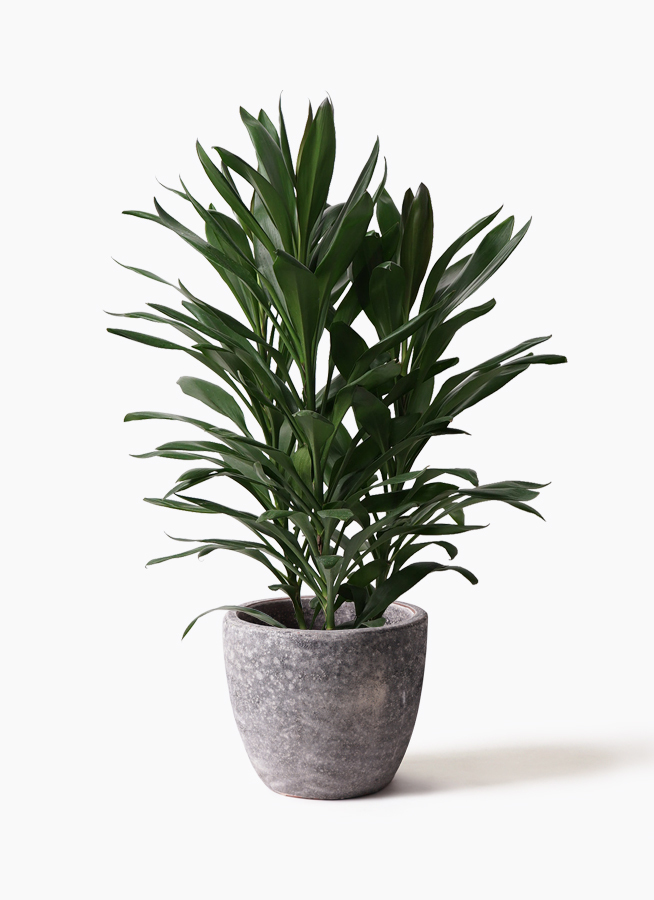 無料印刷可能アビス 観葉 植物 すべての美しい花の画像