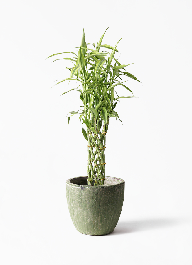 すべての美しい花の画像 驚くばかりアビス 観葉 植物