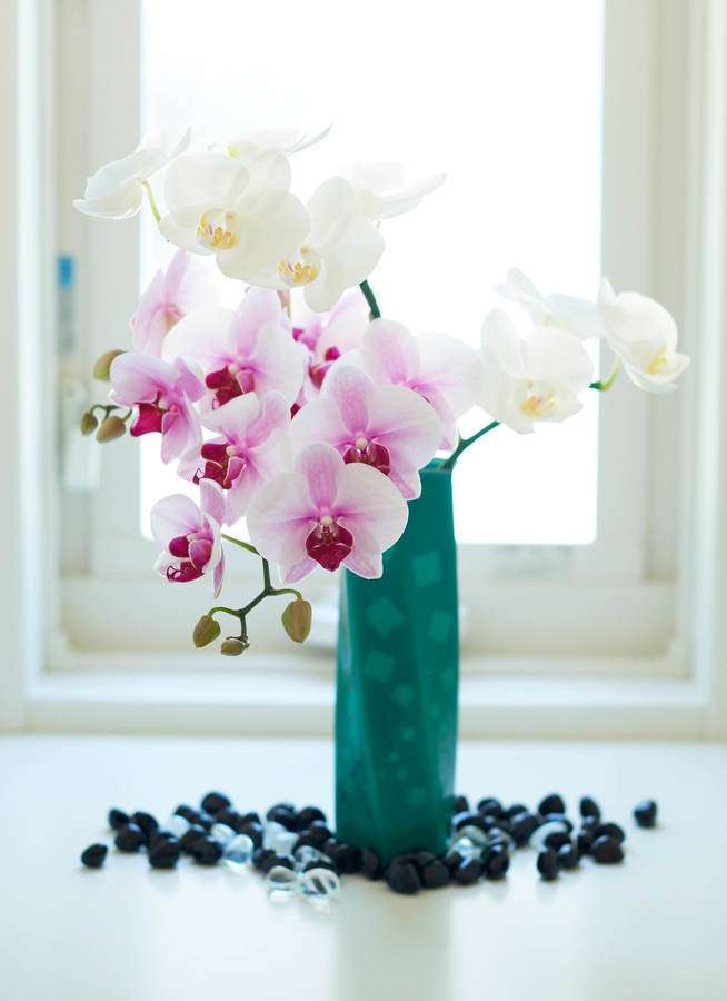 すべての美しい花の画像 50 素晴らしい胡蝶 蘭 切花 長持ち させる