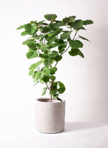 観葉植物 フィカス ウンベラータ 10号 ノーマル サンディ シリンダー 白 付き