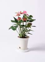 観葉植物 アンスリウム 6号 ピンクチャンピオン プラスチック鉢