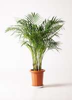 観葉植物 アレカヤシ 8号 プラスチック鉢