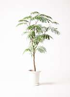 観葉植物 エバーフレッシュ 8号 ボサ造り プラスチック鉢