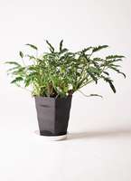 観葉植物 クッカバラ 6号 プラスチック鉢