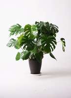 観葉植物 モンステラ 8号 ボサ造り プラスチック鉢