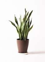 観葉植物 サンスベリア 8号 トラノオ プラスチック鉢