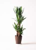 観葉植物 ユッカ 8号 ノーマル プラスチック鉢