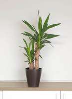 観葉植物 ユッカ 6号 ノーマル プラスチック鉢