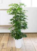 観葉植物 カポック(シェフレラ) 8号 ノーマル プラスチック鉢