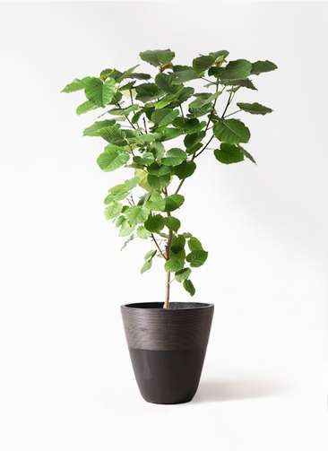 観葉植物 フィカス ウンベラータ 10号 ノーマル ジュピター 黒 付き