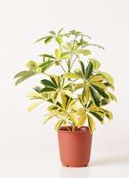 観葉植物 カポック(シェフレラ) 4号 斑入り プラスチック鉢