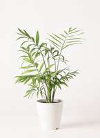 観葉植物 テーブルヤシ 4号 プラスチック鉢
