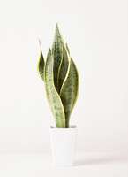 観葉植物 サンスベリア 4号 トラノオ プラスチック鉢