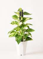 観葉植物 ポトス 4号 プラスチック鉢