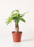 観葉植物 パキラ 4号 朴 プラスチック鉢