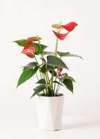 観葉植物 アンスリウム 4号 ダコタ プラスチック鉢