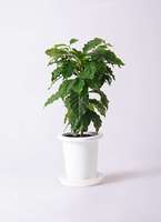 観葉植物 コーヒーの木 6号 プラスチック鉢