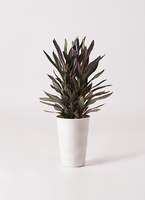 観葉植物 コルディリネ (コルジリネ) サンゴ 6号 プラスチック鉢