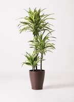 観葉植物 ドラセナ ワーネッキー レモンライム 8号 プラスチック鉢