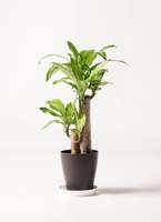 観葉植物 ドラセナ 幸福の木 6号 ノーマル プラスチック鉢
