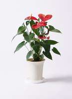 観葉植物 アンスリウム 6号 ダコタ プラスチック鉢