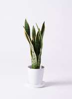 観葉植物 サンスベリア 6号 トラノオ プラスチック鉢