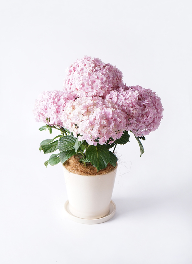 最高のあじさい 鉢植え 室内 すべての美しい花の画像