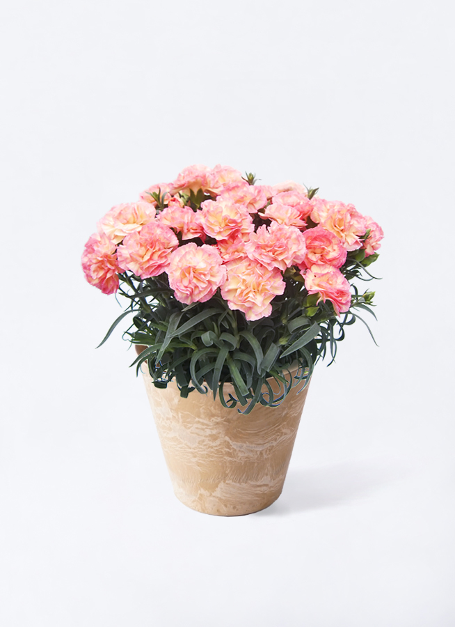 最高カーネーション 鉢植え 翌年 すべての美しい花の画像