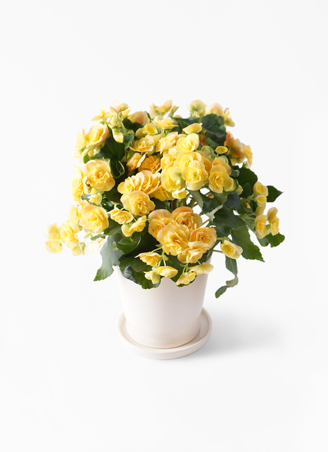 すべての美しい花の画像 最新リー ガス ベゴニア 花 言葉
