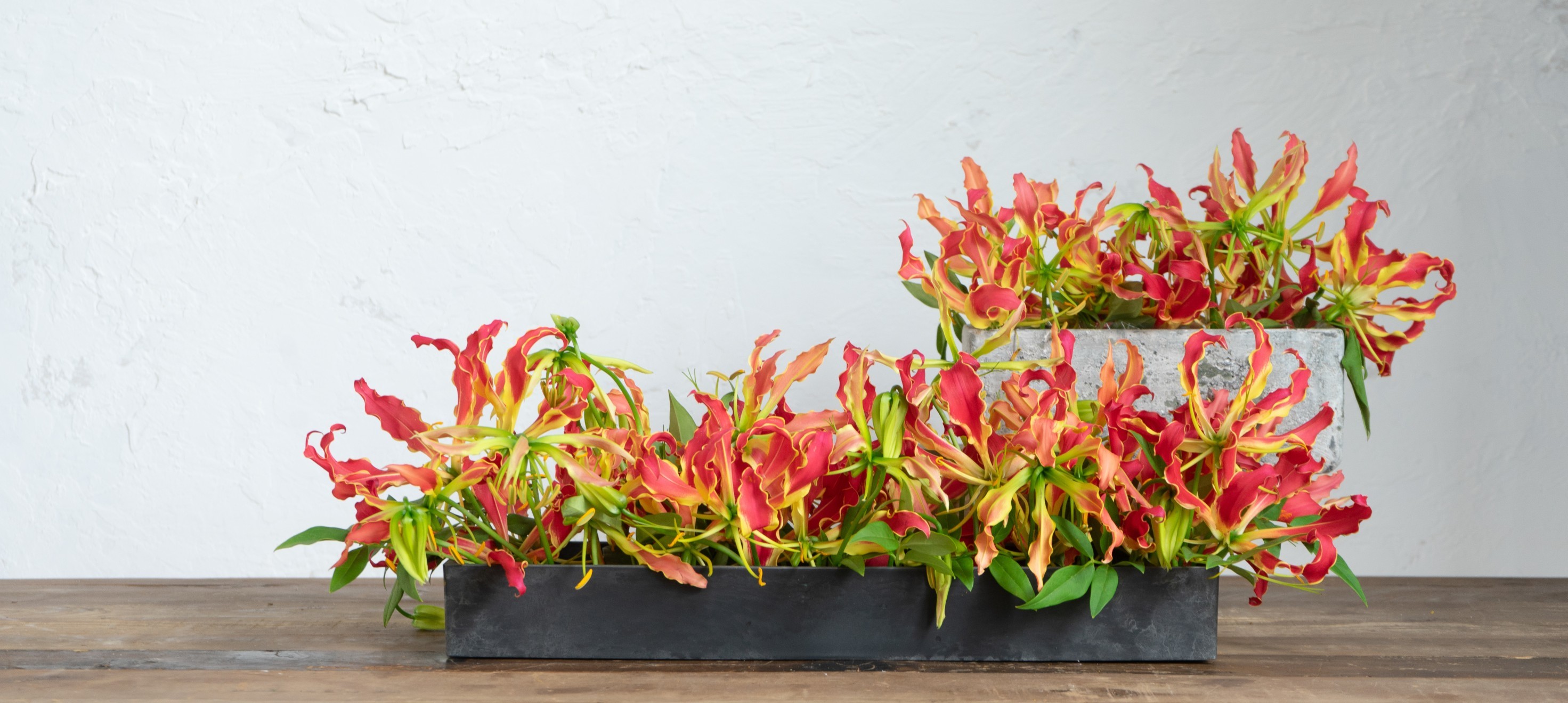 グロリオサ - お花と植物のギフト通販 HitoHana(ひとはな)