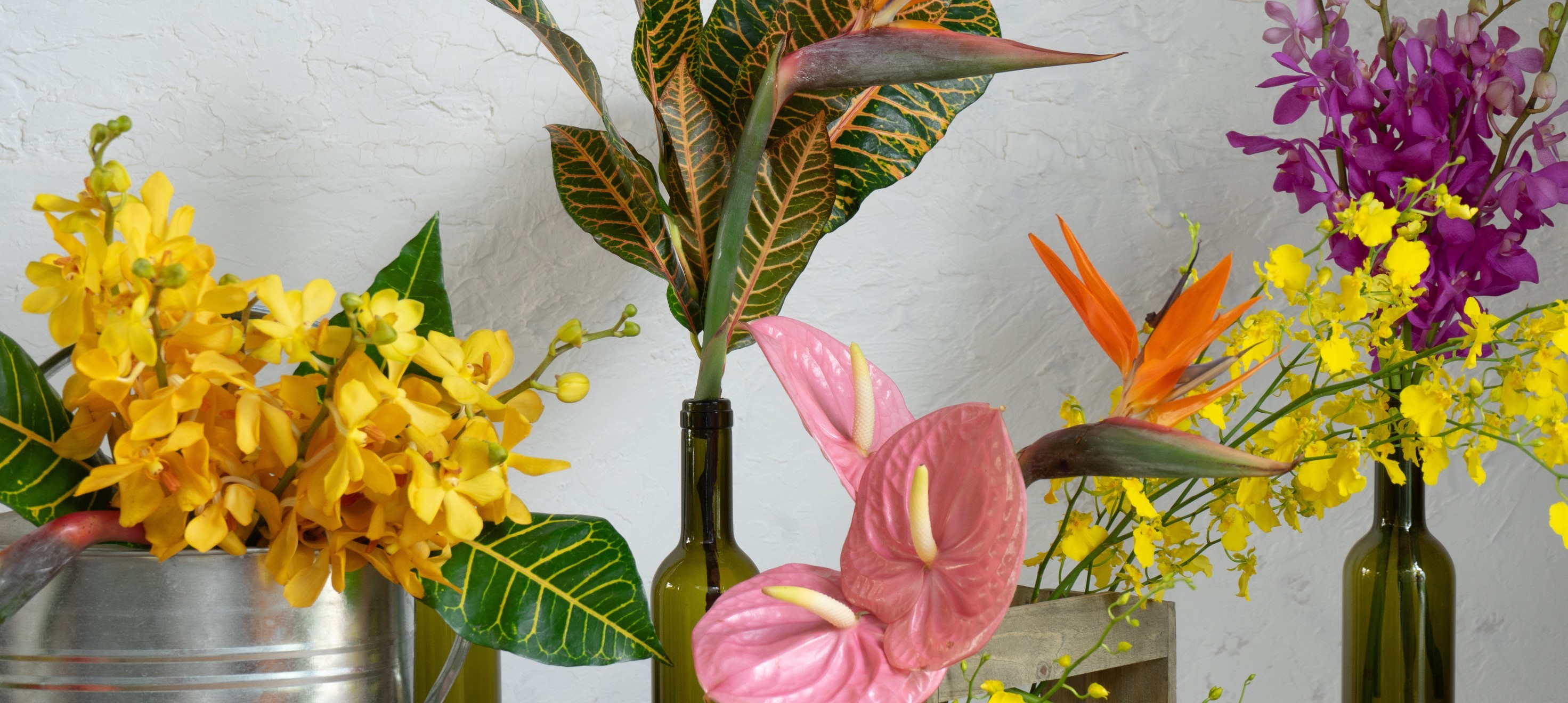 南国系 - お花と植物のギフト通販 HitoHana(ひとはな)