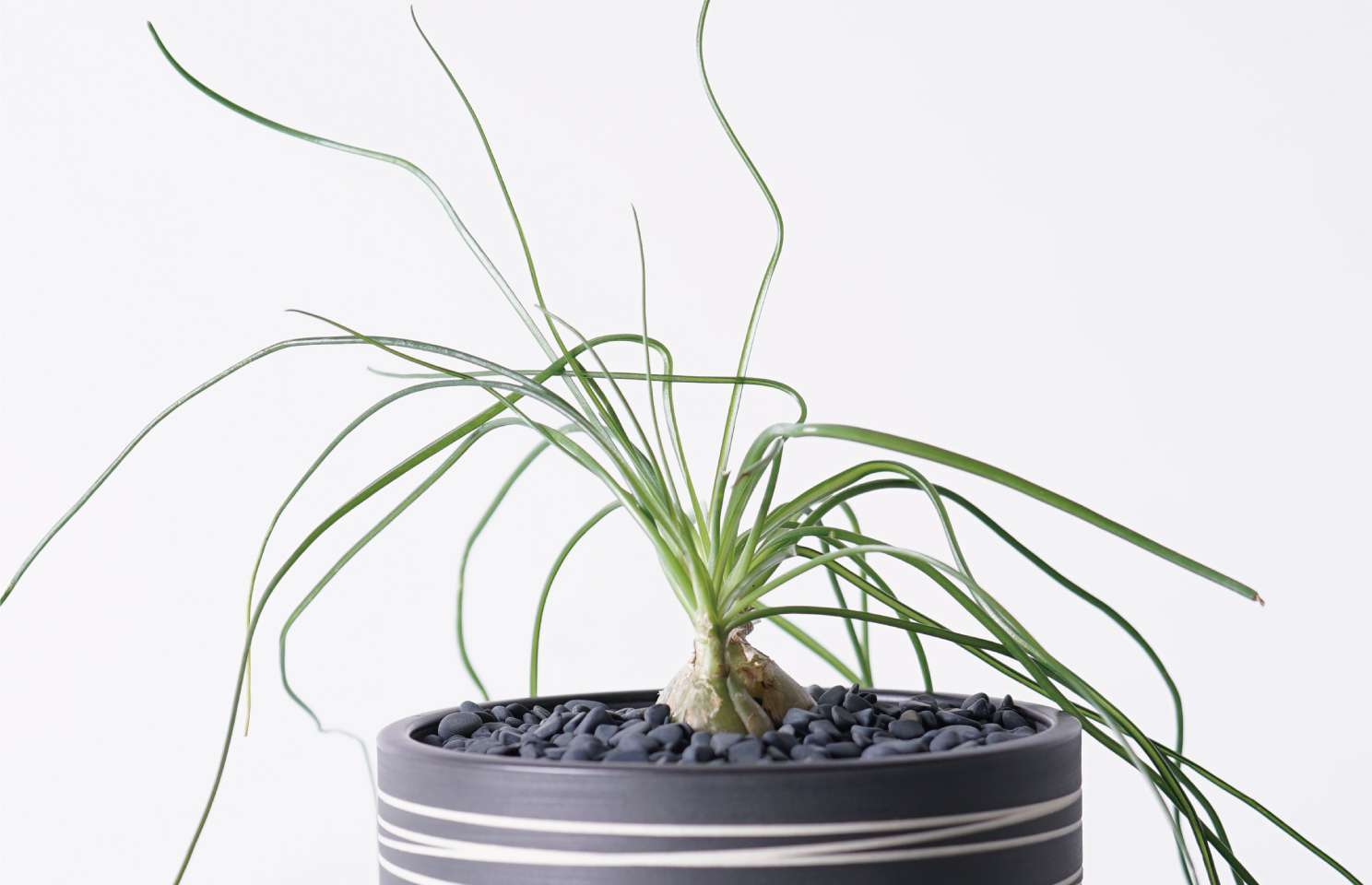 その他多肉・塊根植物を選ぶ