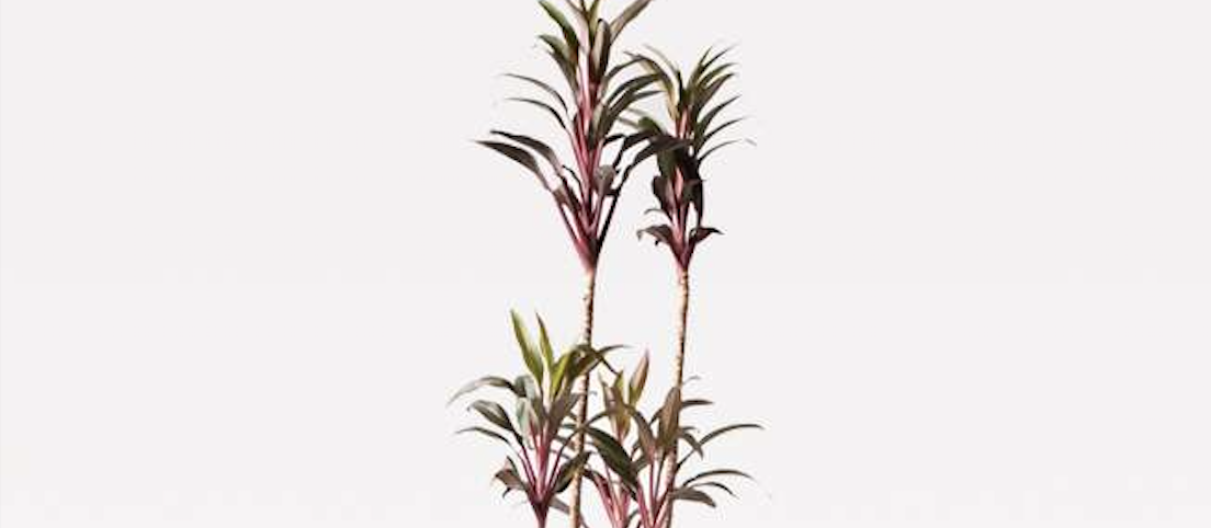 コルディリネ (コルジリネ) ターミナリス - 国内最大級の胡蝶蘭・観葉植物通販サイト
